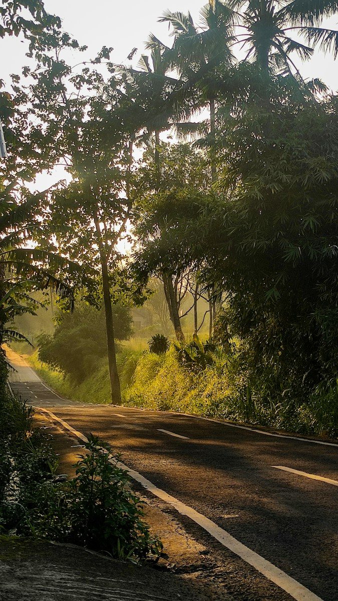 a road with trees on the side
